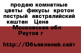 продаю комнатные цветы :фикусы, кротон пестрый, австралийский каштан › Цена ­ 15 000 - Московская обл., Реутов г.  »    